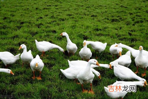 豆渣能不能喂鹅,豆渣遇花生壳粉碎的怎么发酵喂鹅