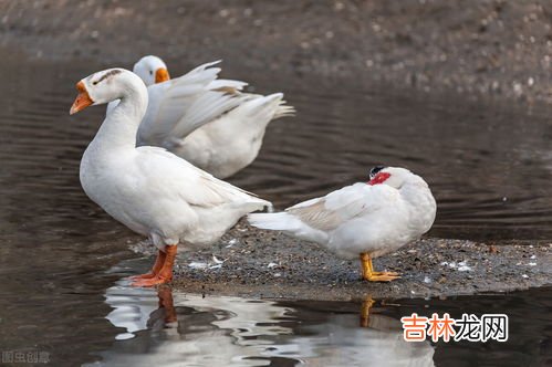 豆渣能不能喂鹅,豆渣遇花生壳粉碎的怎么发酵喂鹅