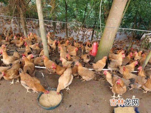豆渣能喂鸡吗,豆腐渣能喂鸡?