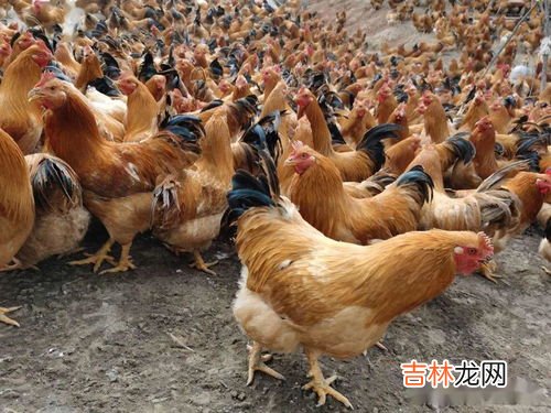 豆渣能喂鸡吗,豆腐渣能喂鸡？