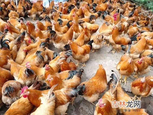 豆渣能喂鸡吗,豆腐渣能喂鸡?