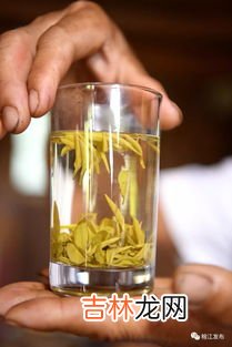 黄金芽属于什么茶,黄金芽属于什么茶?