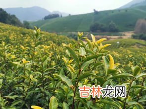 黄金芽属于什么茶,黄金芽属于什么茶?