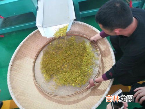 黄金芽属于什么茶,黄金芽属于什么茶?