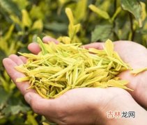 黄金芽属于什么茶,黄金芽属于什么茶?