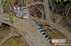 亚洲象属于几级重点保护野生动物,亚洲象属于国家几级保护动物 亚洲象属于什么动物