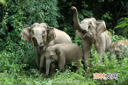 亚洲象属于几级重点保护野生动物,亚洲象属于国家几级保护动物 亚洲象属于什么动物