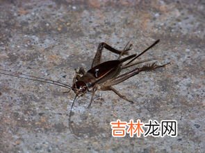 蟋蟀和蛐蛐一样吗,蛐蛐和蟋蟀有区别吗？