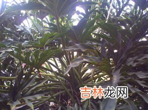 黄独的果实食用方法,一种植物果实,浅棕色,球形，表面全是密密麻麻的颗粒状物，有尖儿但不扎手果实里面是黄色的