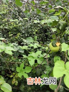 黄独的果实食用方法,一种植物果实,浅棕色,球形,表面全是密密麻麻的颗粒状物,有尖儿但不扎手果实里面是黄色的