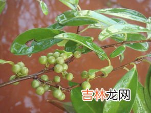 黄独的果实食用方法,一种植物果实,浅棕色,球形，表面全是密密麻麻的颗粒状物，有尖儿但不扎手果实里面是黄色的