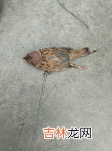 老鼠胶沾在衣服上怎么办,衣服上沾上了粘老鼠的胶,如何去除?