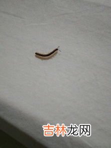 床上潮湿有虫怎么办,夏天床上有虫子怎么办？