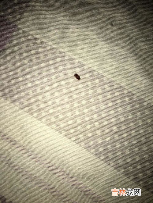 床上潮湿有虫怎么办,夏天床上有虫子怎么办？