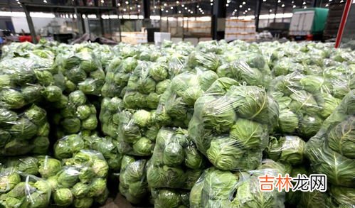 白菜怕冻吗,晚上零下5度白菜怕冻吗