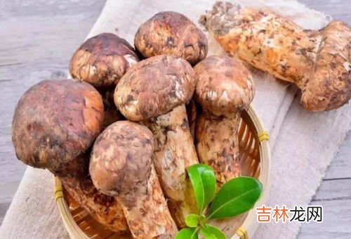 新鲜松茸怎么保存最好,松茸怎么保存