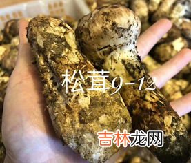 新鲜松茸怎么保存最好,松茸怎么保存