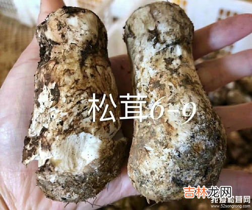 新鲜松茸怎么保存最好,松茸怎么保存