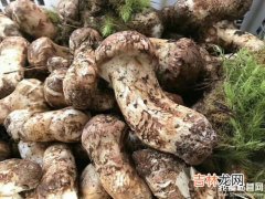 新鲜松茸怎么保存最好,松茸怎么保存