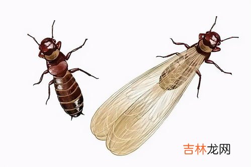大水蚁和白蚁的区别,水蚁和白蚁的区别，它们为什么会自己死掉？