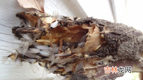 大水蚁和白蚁的区别,水蚁和白蚁的区别，它们为什么会自己死掉？