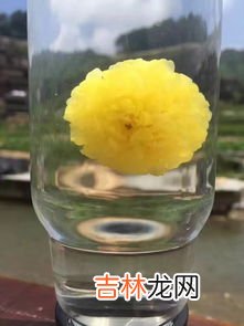 云台冰菊的功效与作用,云台冰菊有什么功效,可以降尿酸么?真么鉴别真假,价格多少,在哪里可以买到,产地是哪里的?