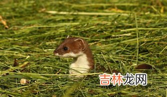 黄鼠狼是保护动物吗,黄鼠狼是保护动物吗?