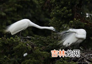 白鹭的性格与特点,白鹭特点是什么呢?