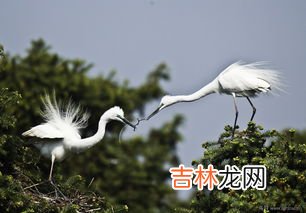白鹭的性格与特点,白鹭特点是什么呢?