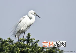 白鹭的性格与特点,白鹭特点是什么呢?