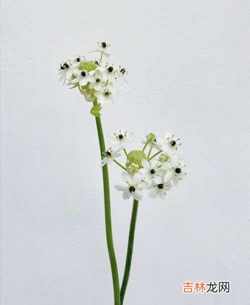 买回家的百合花怎么醒花,百合花怎么醒花