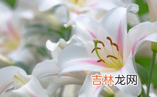 买回家的百合花怎么醒花,百合花怎么醒花