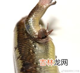 蜱虫的天敌,请问:什么动物能吃蜱虫,也就是说蜱虫的克星是什么动物?