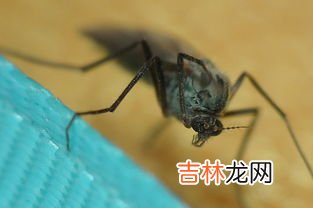 蜱虫的天敌,请问:什么动物能吃蜱虫,也就是说蜱虫的克星是什么动物?