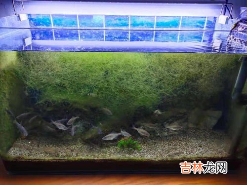 鱼缸用什么消毒杀菌好,鱼缸杀虫杀菌用什么药好，用什么消毒鱼缸
