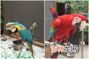 鹦鹉能吃水果吗,鹦鹉能吃什么水果