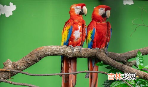 鹦鹉能吃水果吗,鹦鹉能吃什么水果