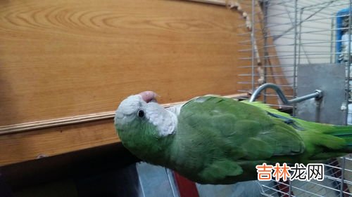 鹦鹉能吃水果吗,鹦鹉能吃什么水果