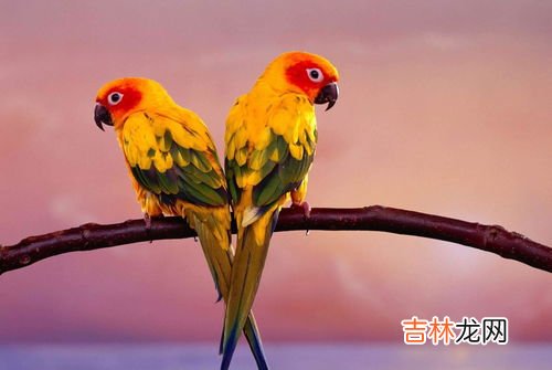 鹦鹉能吃水果吗,鹦鹉能吃什么水果
