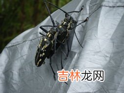 虾是节肢动物吗,虾是属于鱼类还是虫类