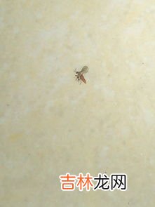 米出虫子如何解决,大米里面生虫子怎么办