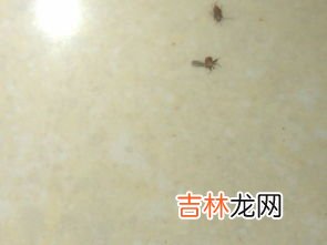 米出虫子如何解决,大米里面生虫子怎么办