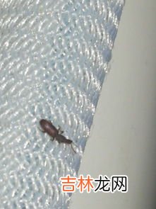米出虫子如何解决,大米里面生虫子怎么办