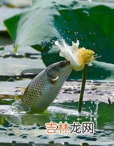 笙的寓意和象征,笙的寓意和象征