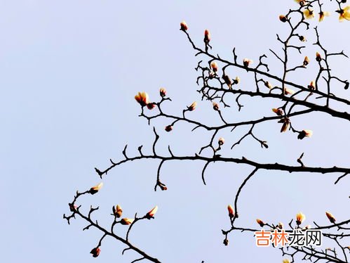 笙的寓意和象征,笙的寓意和象征
