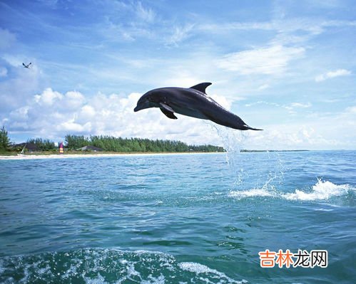 海豚是鲸鱼吗,海豚属于是鲸鱼吗?