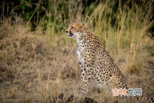 猎豹的习性,猎豹和羚羊的奔跑时速最高可以达到多少?