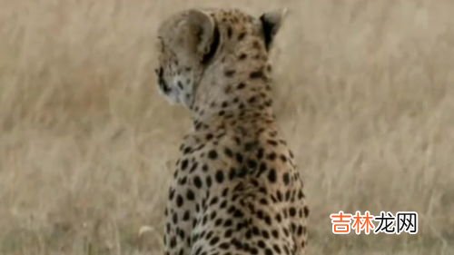 猎豹的习性,猎豹和羚羊的奔跑时速最高可以达到多少?