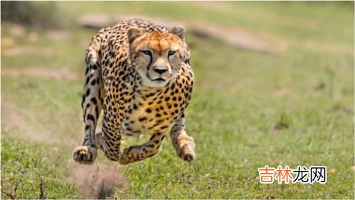 猎豹的习性,猎豹和羚羊的奔跑时速最高可以达到多少?