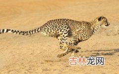 猎豹的习性,猎豹和羚羊的奔跑时速最高可以达到多少?